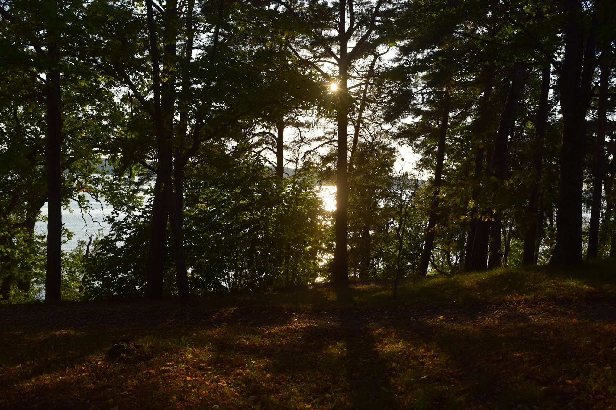 a beautiful landscape with grass and trees, dark photography