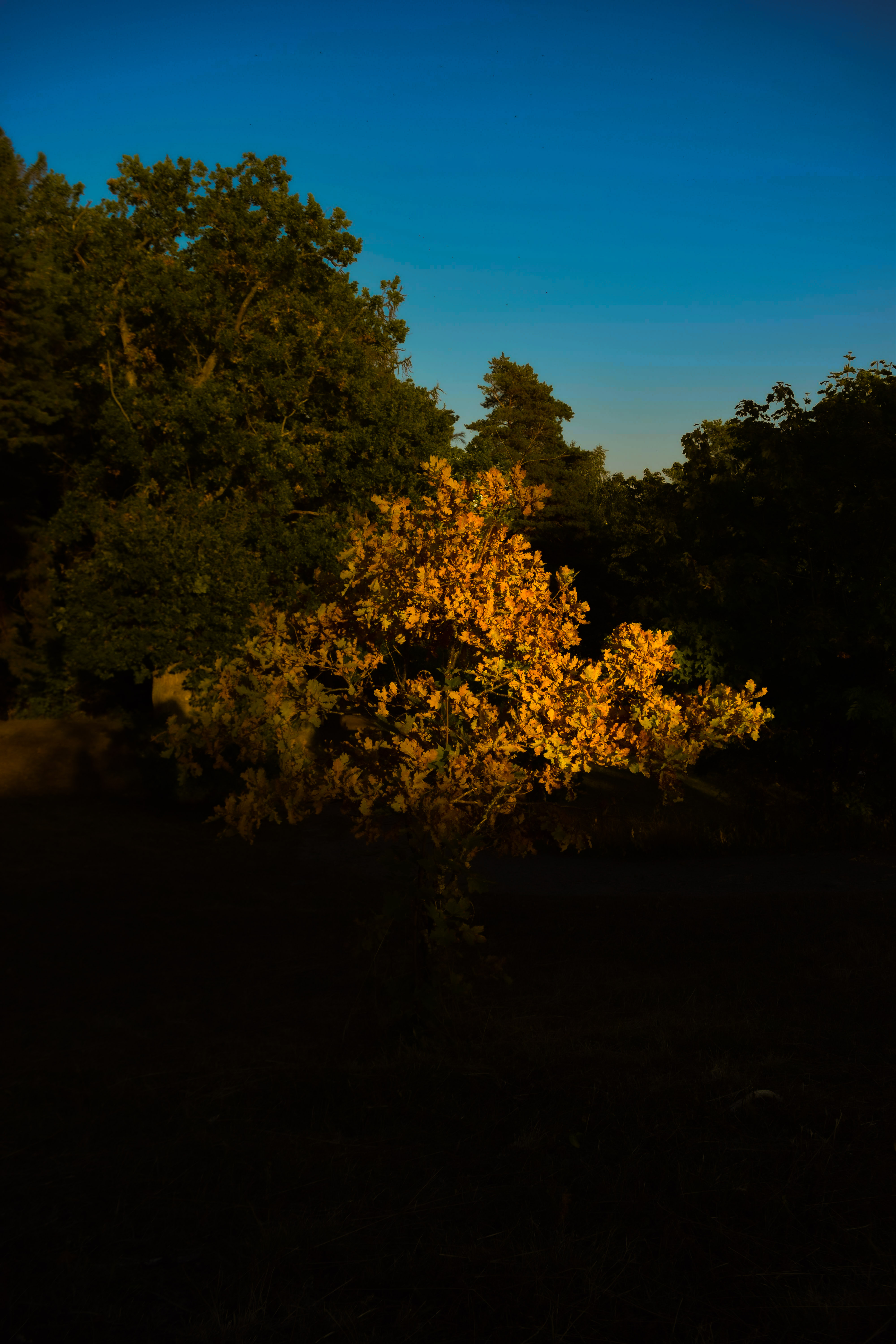 Photography taken by Acsa