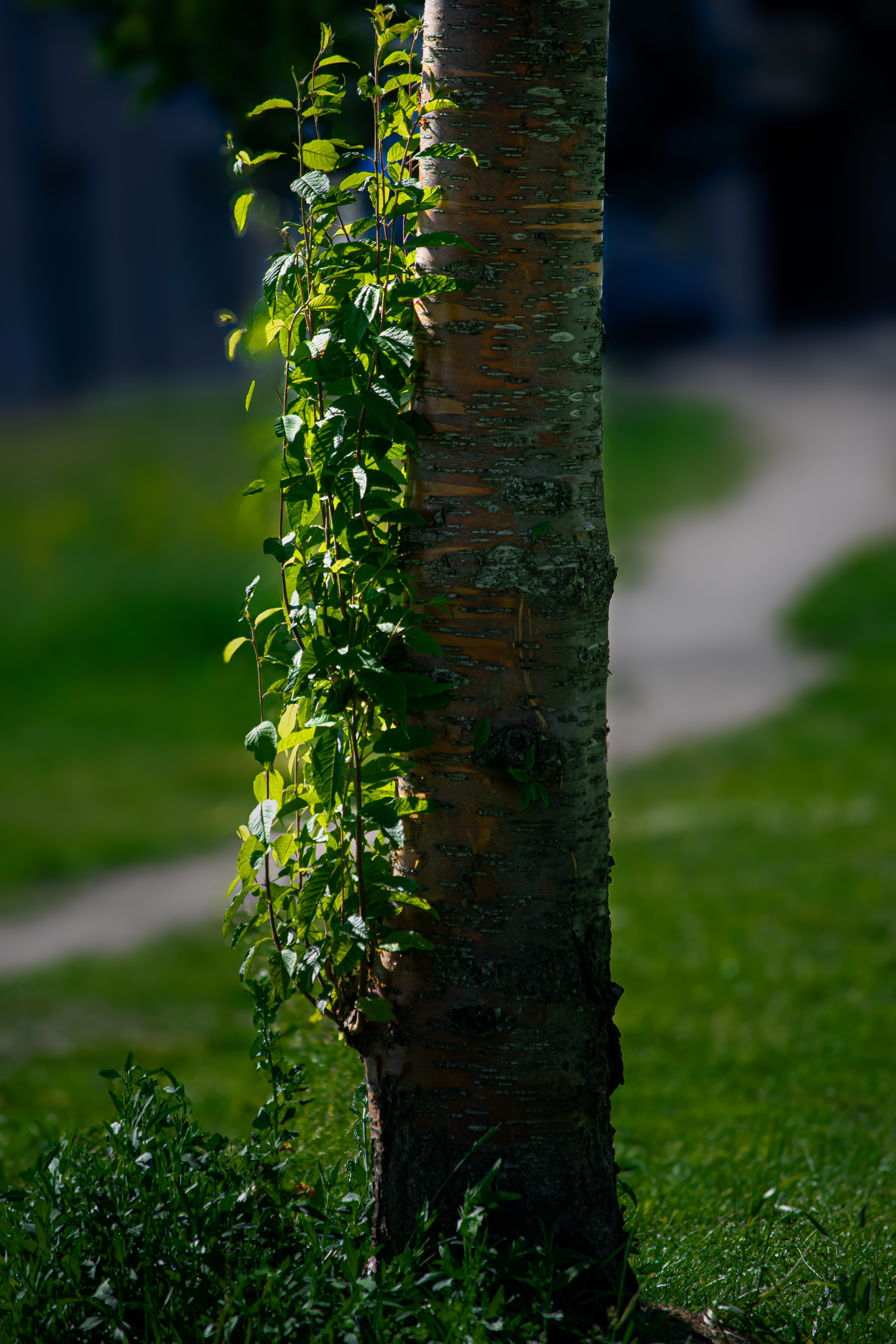 Photography taken by Acsa